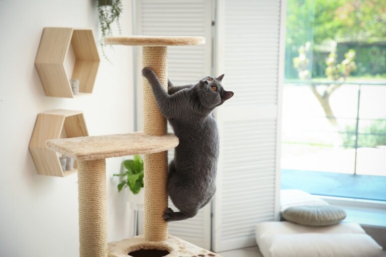 Cute pet on cat tree at home Equipamento básico para gatos: gato a subir um arranhador