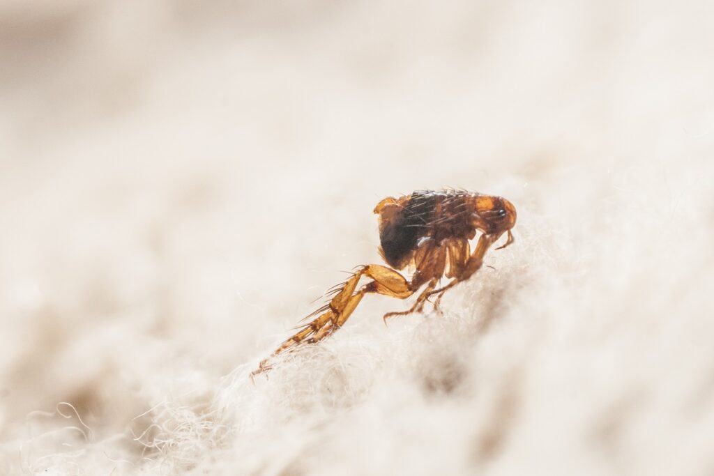Dog flea (Ctenocephalides canis) on white fur. Microscopic photo