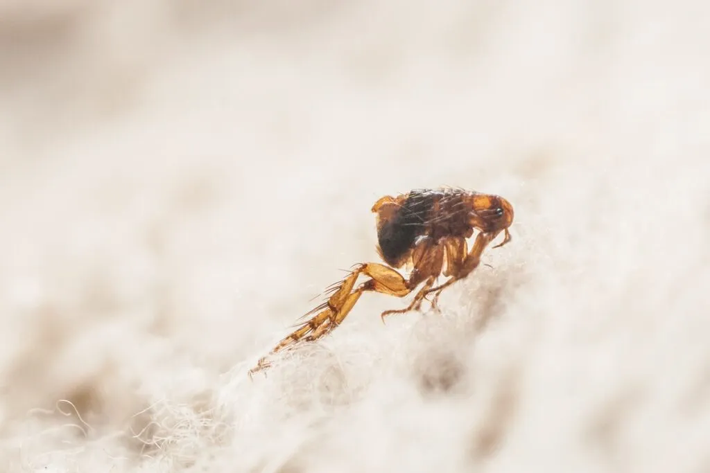 Dog flea (Ctenocephalides canis) on white fur. Microscopic photo