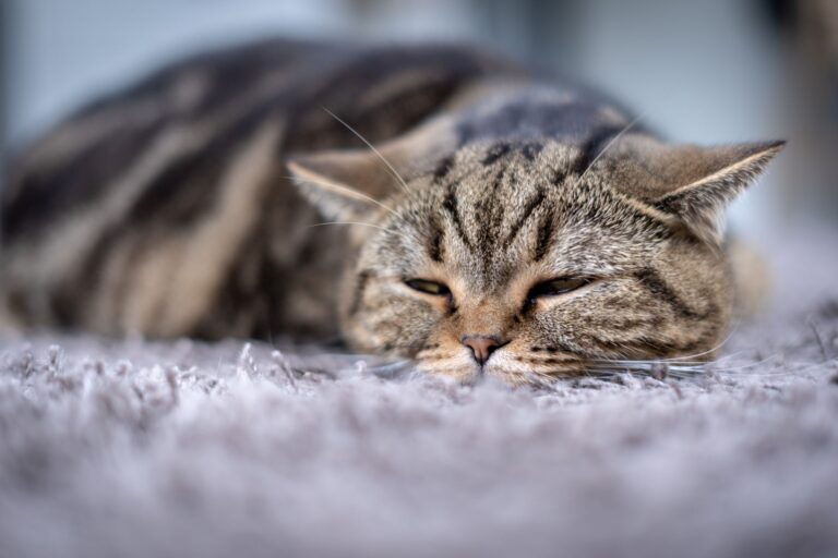 Gato deitado: fraqueza é um sintoma comum de piometra nas gatas