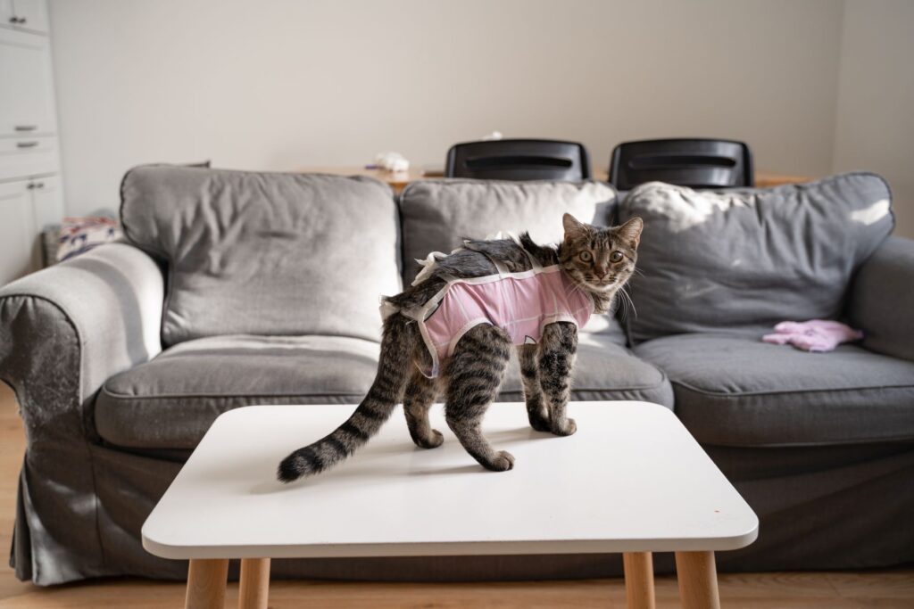 Cat with bandage after sterilisation. Home pet castration. Recovery after vet surgery Gata com body protetor depois de uma operação