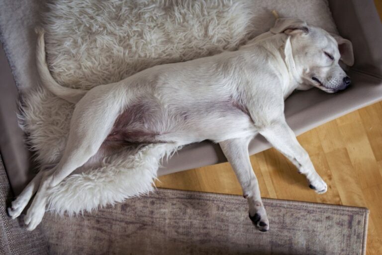 A piometra nas cadelas pode causar perda de energia. Cachorro Labrador Retrivier deitado numa cama no chão.