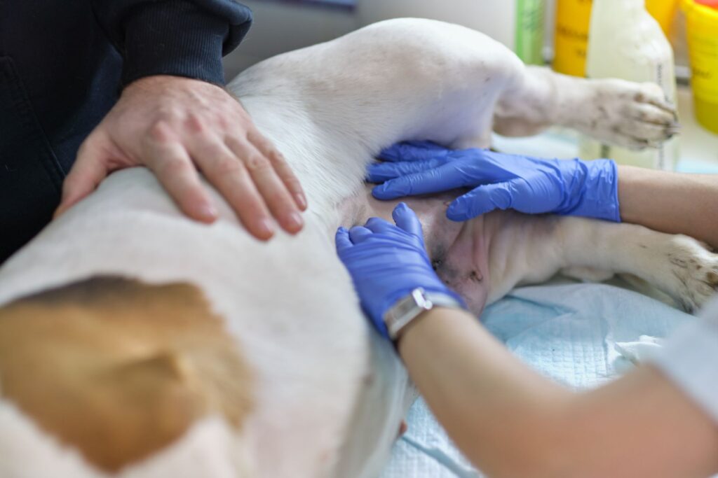 veterinarian examines a dog’s suture after surgery. seam treated with silver or aluminum spray. Healing dog belly after surgery. Scar on dog stomach Cão deitado a ser examinado na barriga