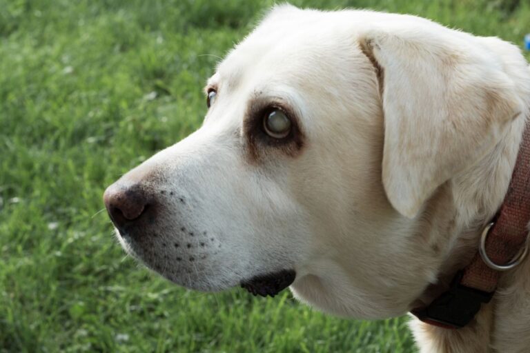 Labrador Retriever – alt und blind Glaucoma nos cães: Labrador Retriever com olhos turvos