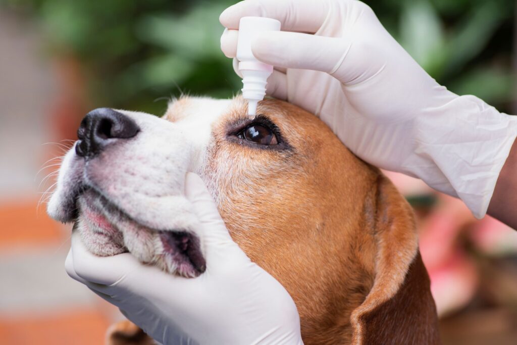 Veterinary drug eye drops beagle dogs prevent infectious disease