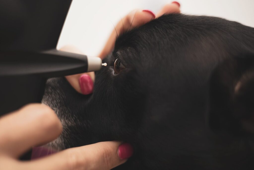 A female veterinary ophthalmologist performs a medical procedure Glaucoma nos cães: exame oftalmológico a um cão preto.