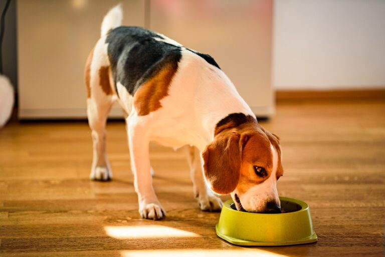 Dog beagle eating canned food from bowl in bright interior. As alergias alimentares nos cães são relativamente comuns.