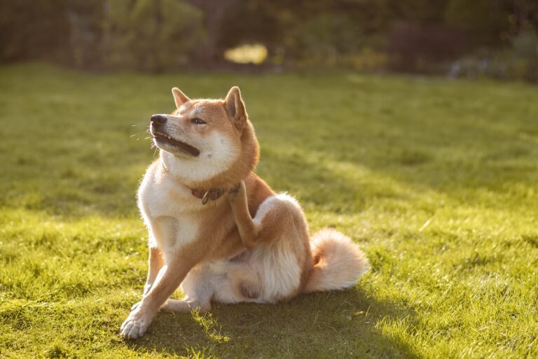 Shiba inu sentado na relva a coçar o pescoço. Os cães com alergia às pulgas, ou DAPP, costumam sentir uma comichão intensa.