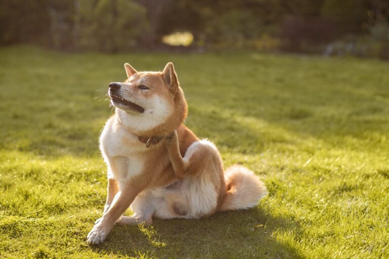Shiba inu dog is sitting on the grass on sunny spring day and sc Shiba inu sentado na relva a coçar o pescoço. Os cães com alergia às pulgas, ou DAPP, costumam sentir uma comichão intensa.