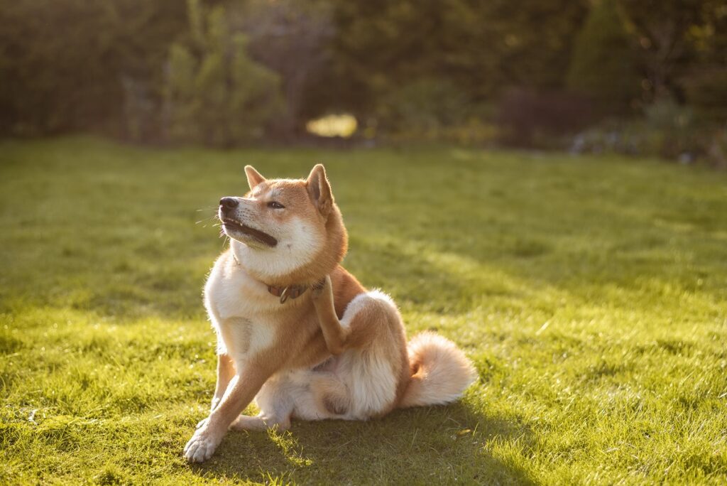Shiba inu dog is sitting on the grass on sunny spring day and sc