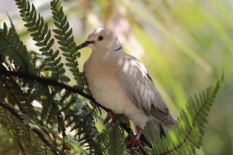 Ringneck Dove (Streptopelia roseogrisea) Rola-mansa pousada num arbusto