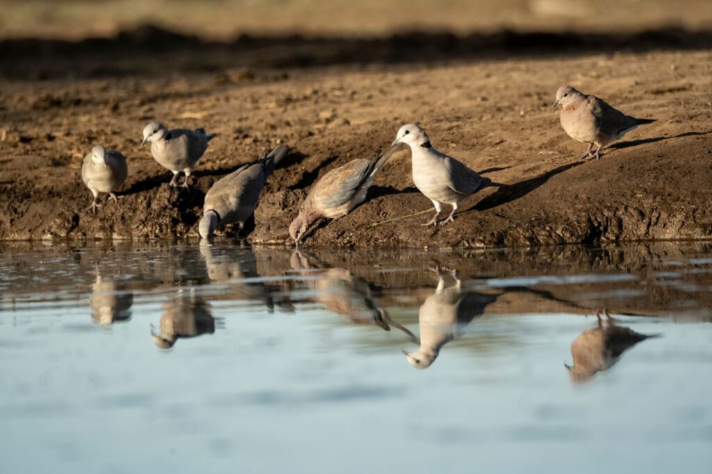 African collared dove (Streptopelia roseogrisea) at waterhole in Bando de rolas junto de um cruso de água