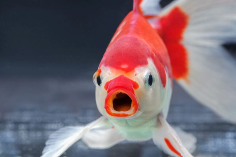 A fish with wide open mouth and big eyes in fishtank, Surprised, Peixes sentem dores? Estudos científicos indicam que provavelmente sim. Peixe vermelho e branco de boca aberta.