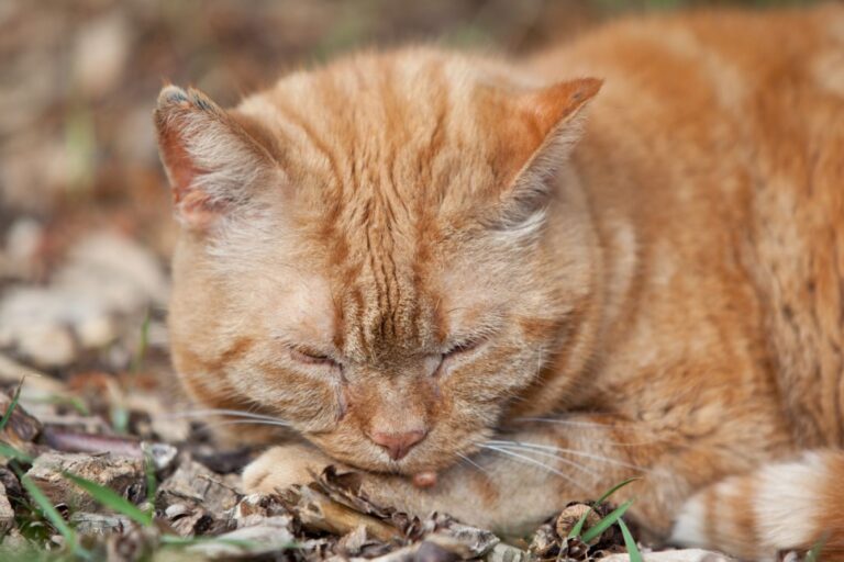Verrugas nos gatos: gato cor de laranja com uma verruga no queixo