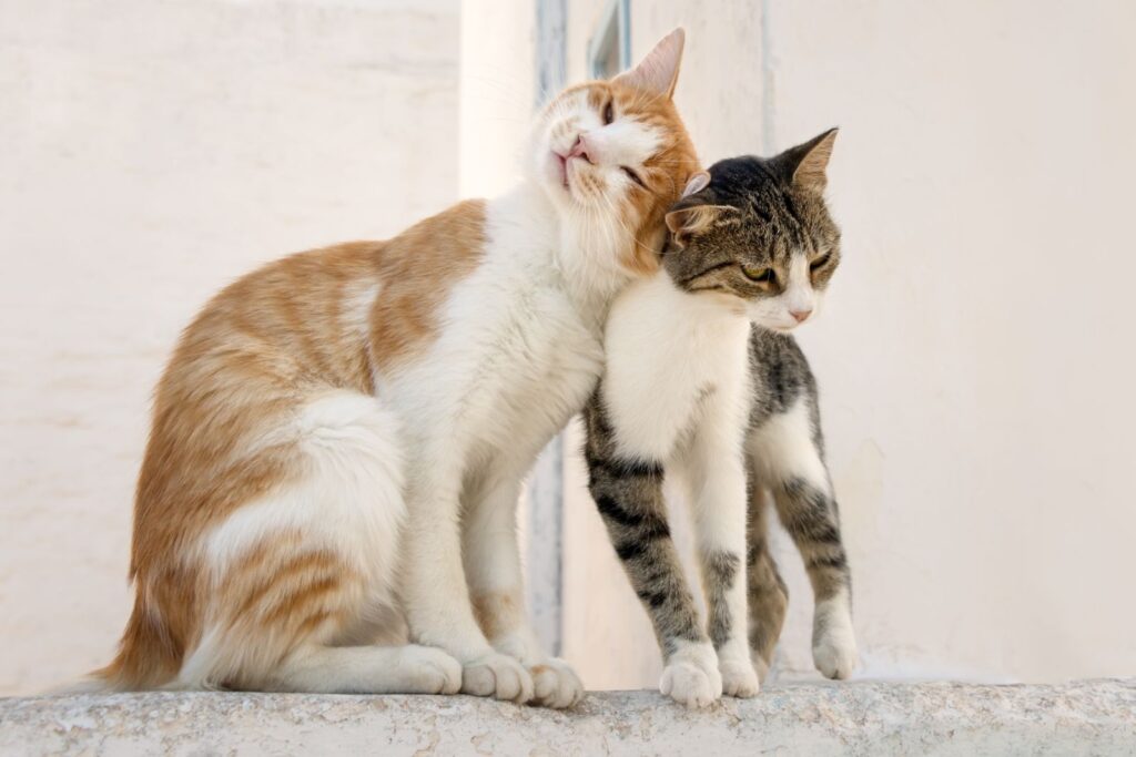 Um gato laranja e branco e outro castanho e branco a esfregarem a cabeça um no outro