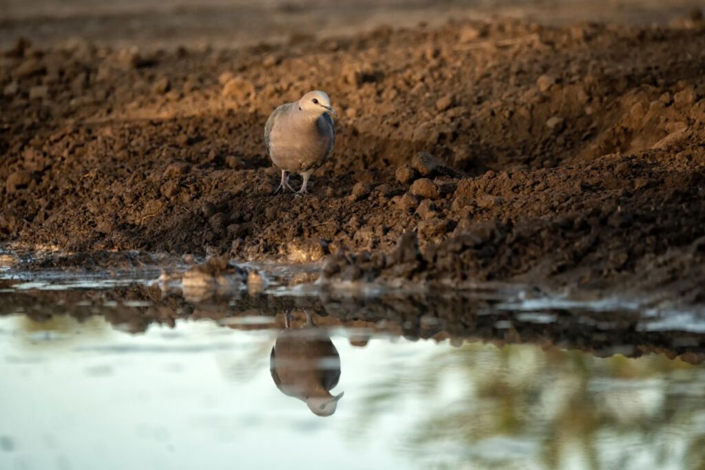 African collared dove (Streptopelia roseogrisea) at waterhole in Rola junto de um curso de água.