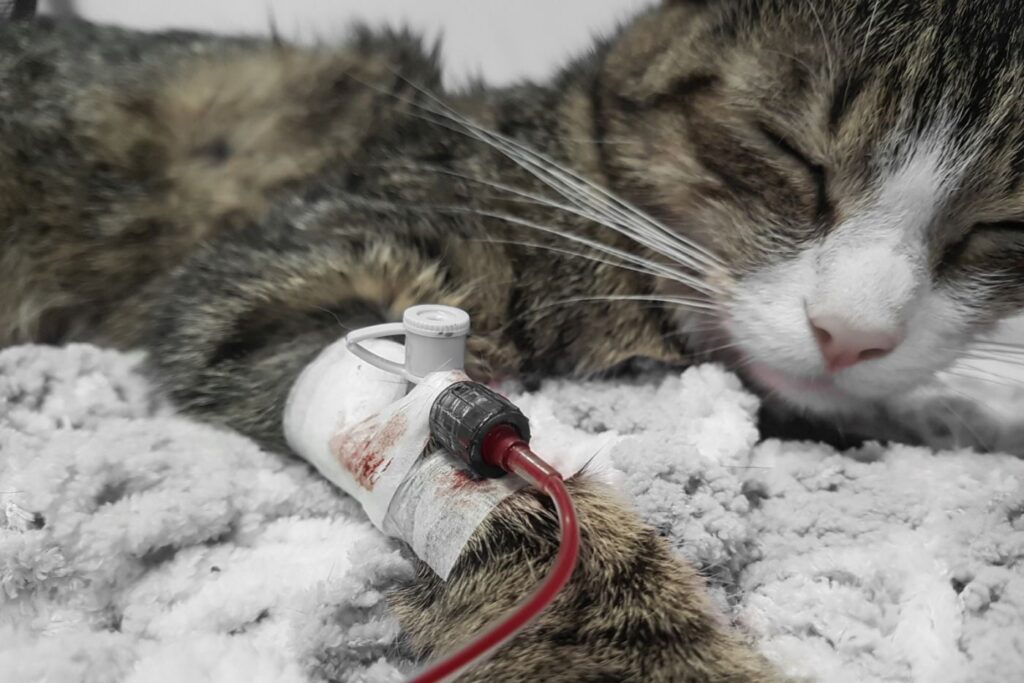 gato com anemia recebe transfusão de sangue