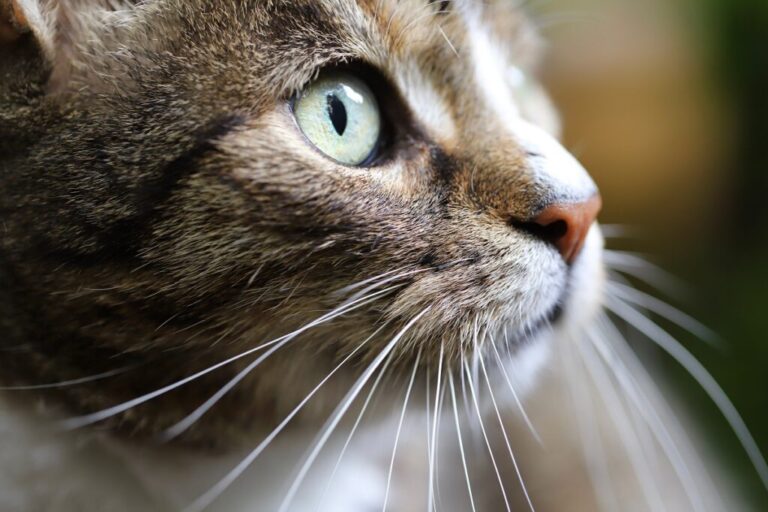 close up dos bigodes de um gato