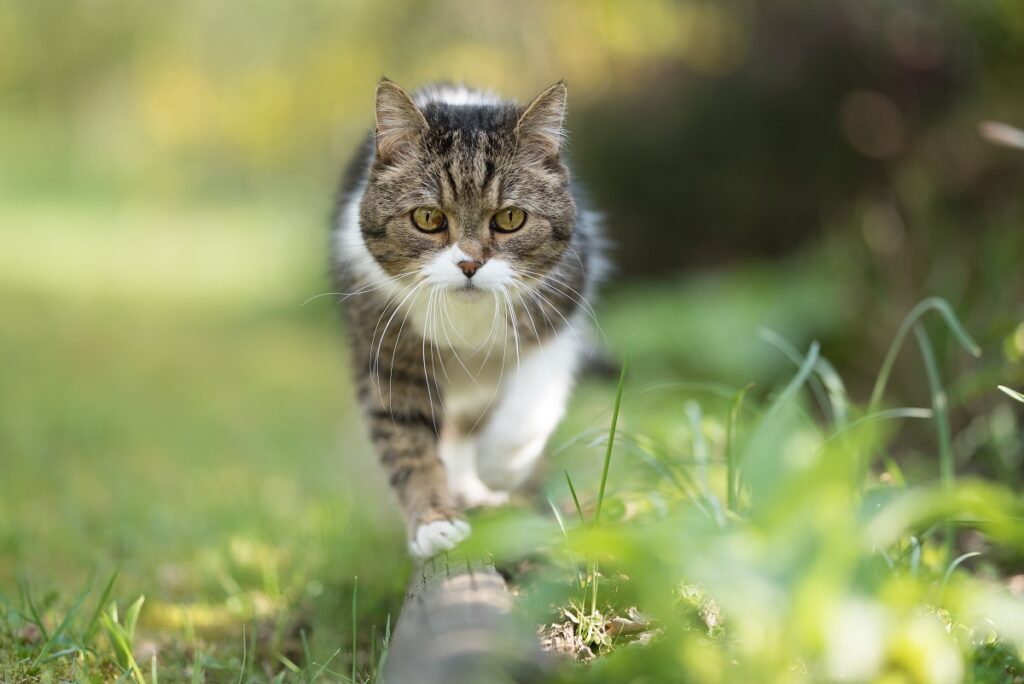 gato a andar equilibrado em cima de tronco