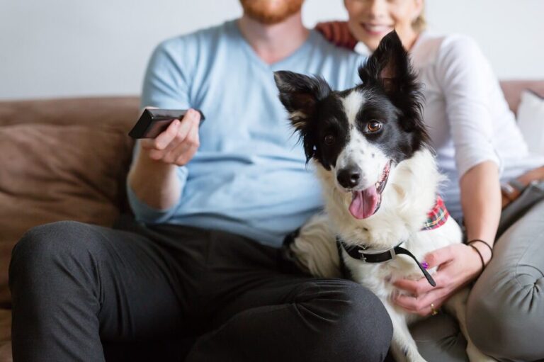 cão vê televisão com dono e dona no sofá