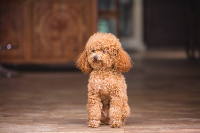 caniche toy sentado dentro de casa