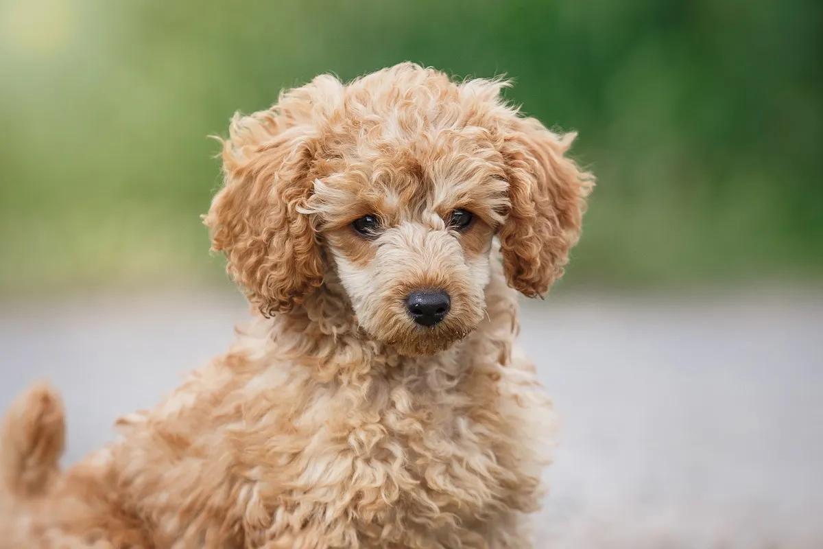 close up de caniche toy na natureza