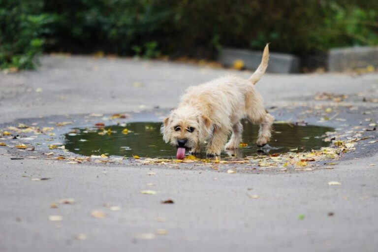 um cão a beber água de uma poça