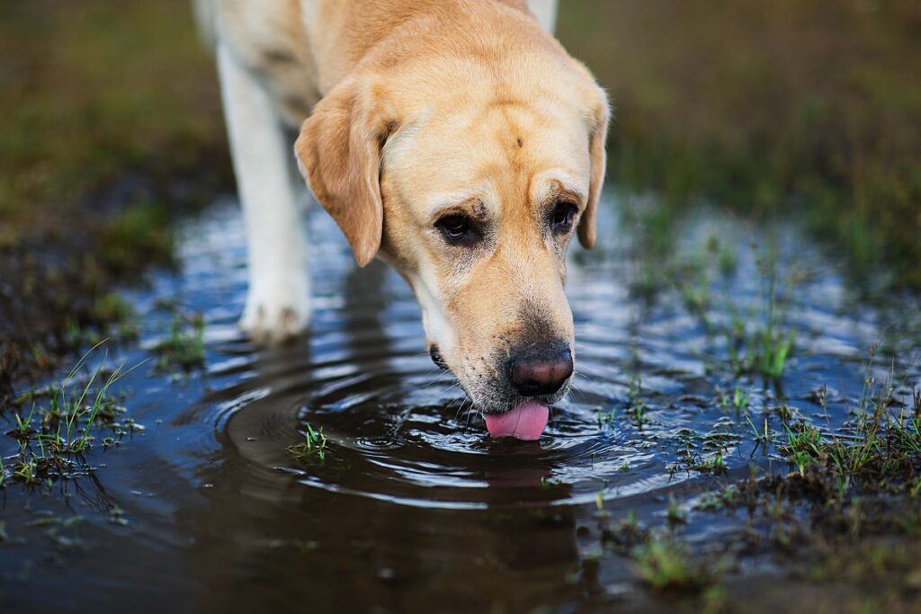 labrador a beber água de uma poça