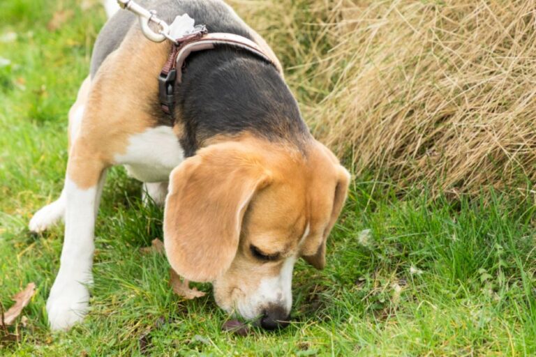 beagle a comer fezes na relva