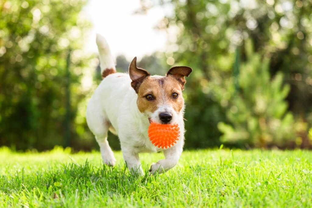 jack russell terrier brinca na relva em vez de comer fezes