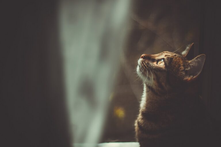 the dreamer: a portrait of tabby cat by the window a influência da lua cheia nos gatos: gato a olhar para a janela