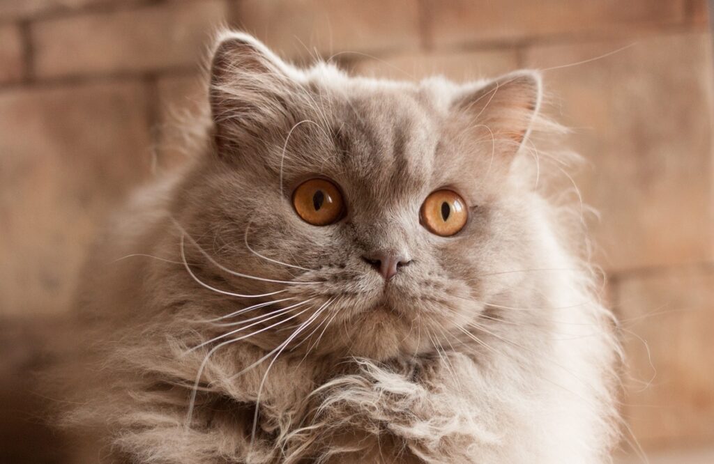 cat, lilac British longhair British Longhair de pelo lilás