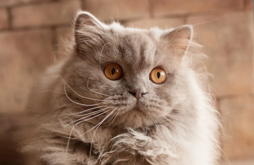 cat, lilac British longhair British Longhair de pelo lilás