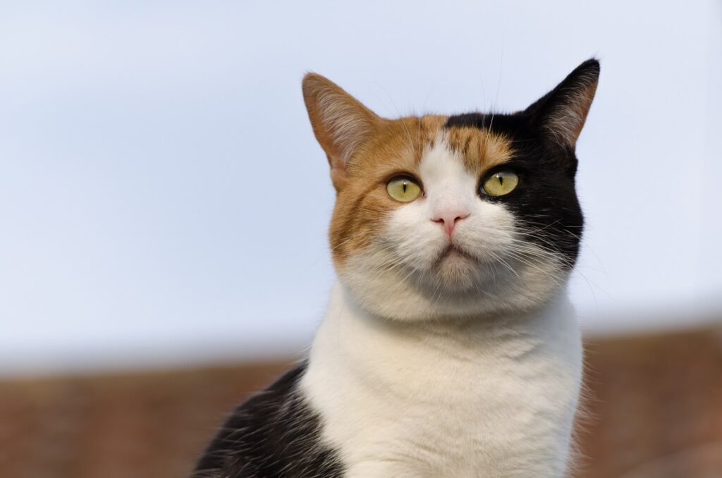 As cores do pelo dos gatos: gata com três cores