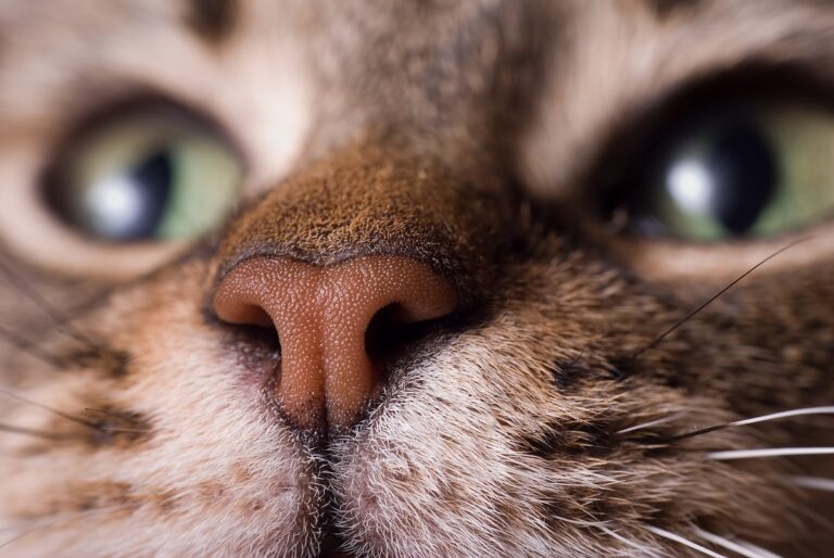 O nariz seco nos gatos não costuma ser um problema grave.