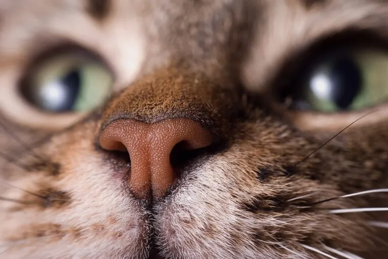 cat nose O nariz seco nos gatos não costuma ser um problema grave.