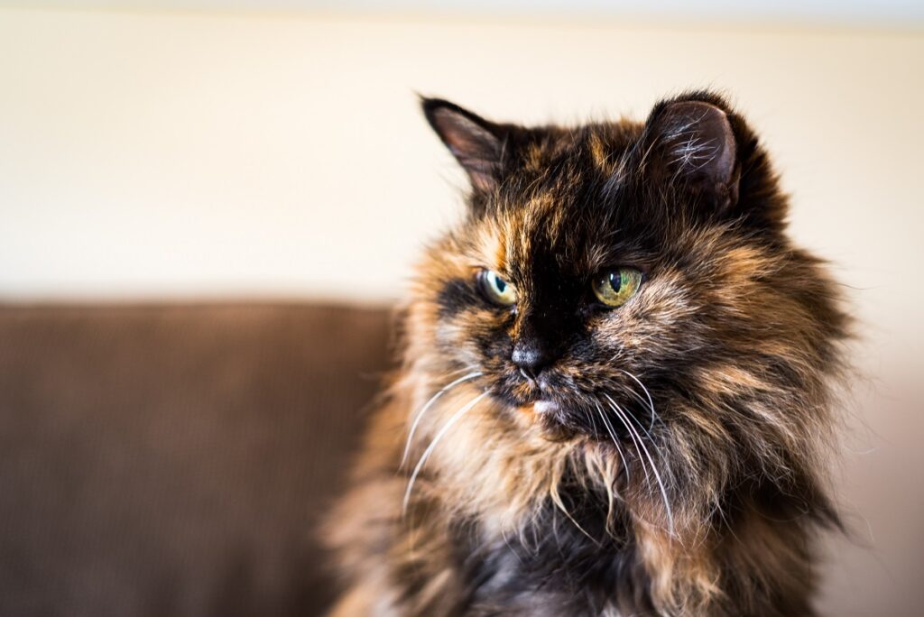 Gato carapaça de tartaruga