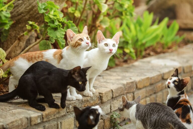 As cores do pelo dos gatos: grupo de gatos brancos, pretos, tricolores, entre outros