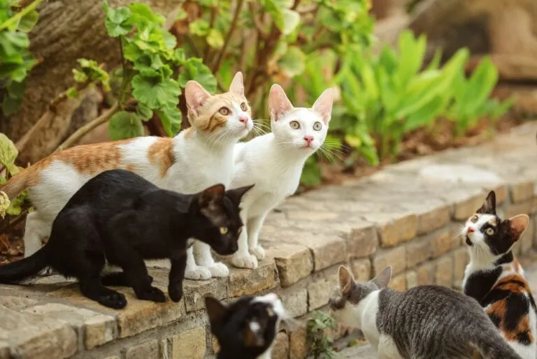 Group of stray cats sitting on pathway curb, looking up as someo As cores do pelo dos gatos: grupo de gatos brancos, pretos, tricolores, entre outros