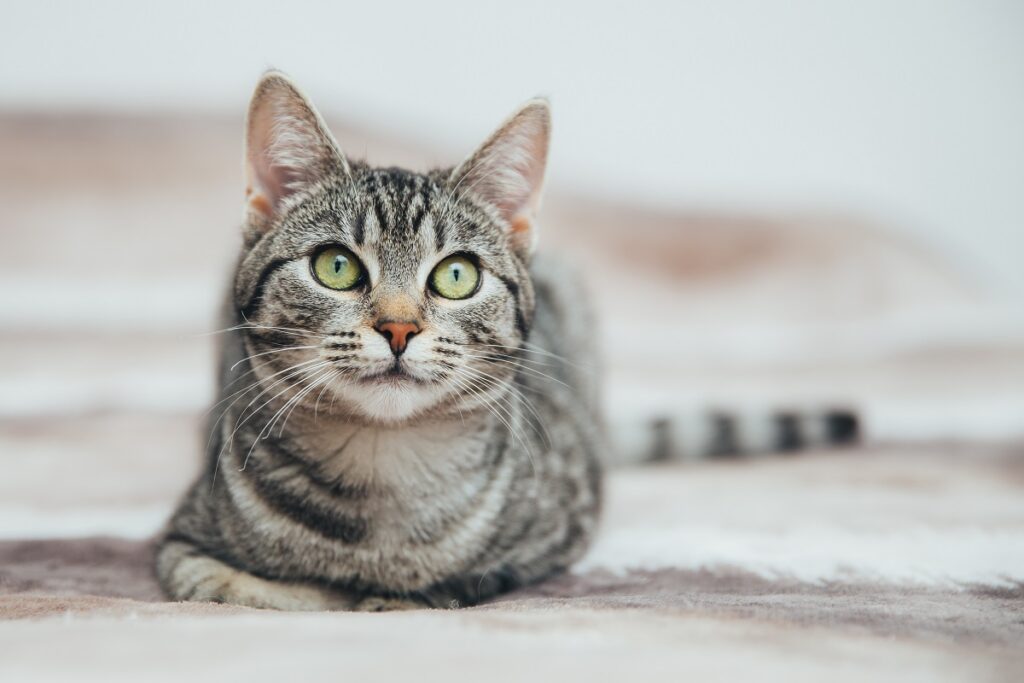Gato com padrão tabby deitado num tapete