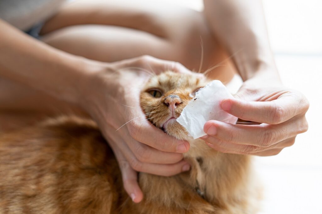 Mulher limpa o nariz de um gato cor de laranja com uma toalhita.