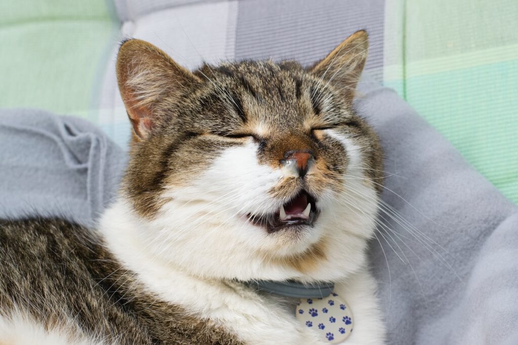 Domesticated cat with runny nose, suffering with cold, allergy or rhinitis . Animal health problem. Gato branco e castanho malhado a espirrar