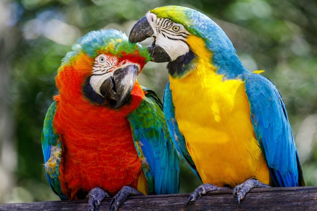 uma arara-canindé e um papagaio juntos