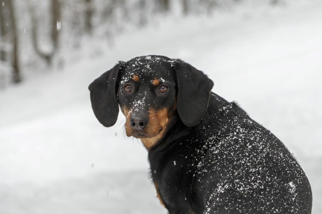 Tiroler-Bracke-Schnee-1024×682