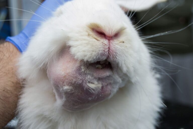 coelho branco com abcesso no maxilar