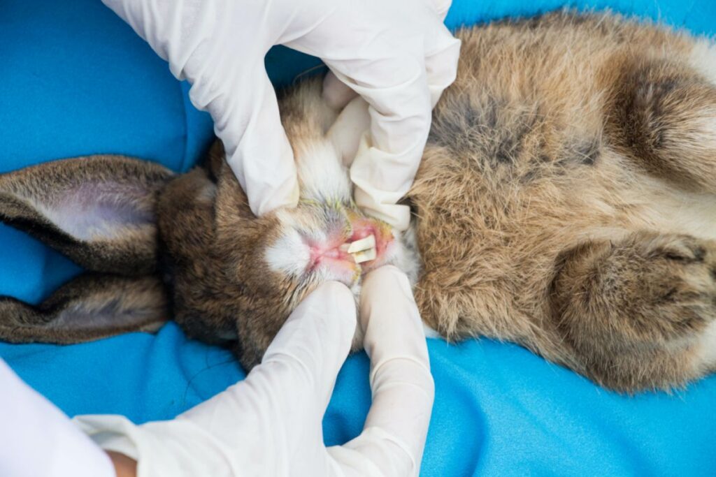 coelho com dentes demasiado compridos a ser examinado pelo veterinário