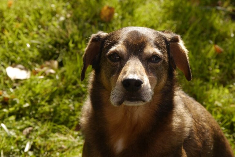 cão com boca inchada devido a picada de vespa