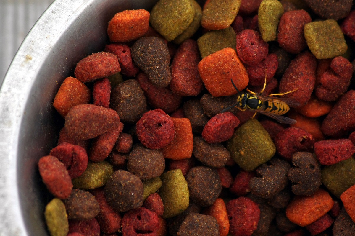 picadas de vespa nos cães_2 tigela de comida para cão com vespa em cima