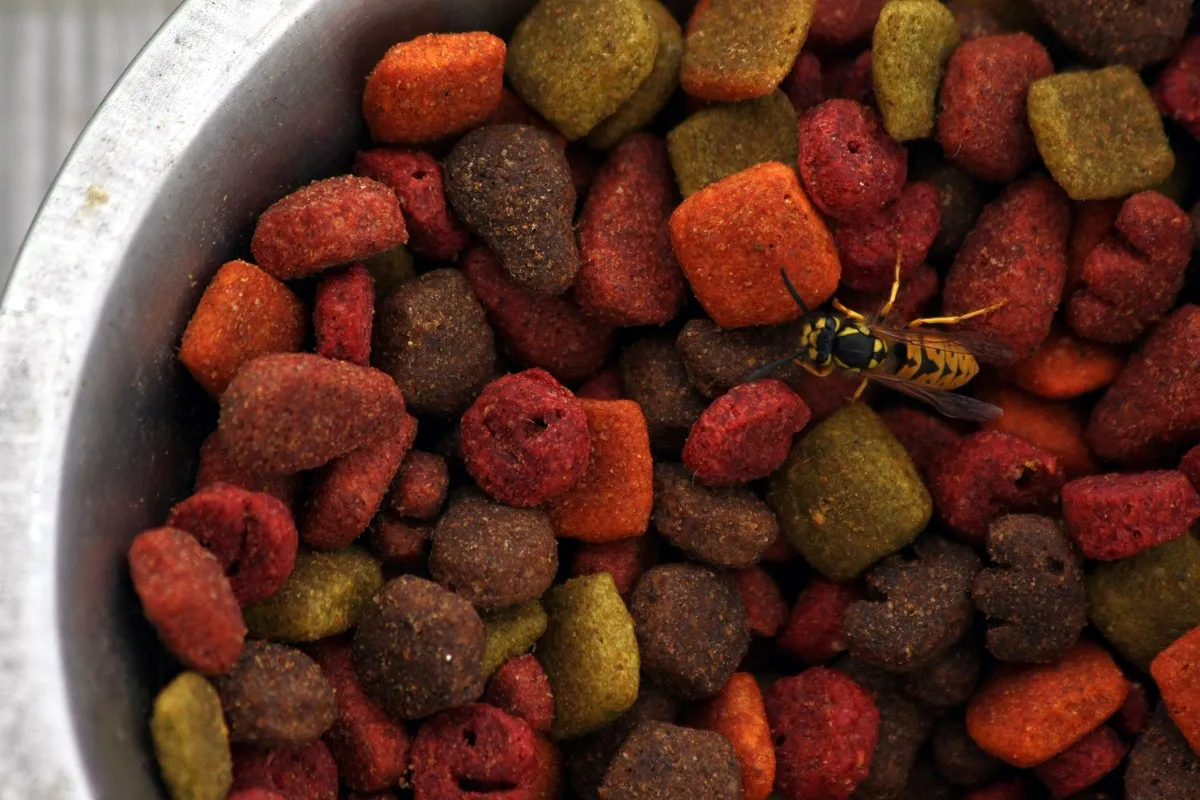 picadas de vespa nos cães_2 tigela de comida para cão com vespa em cima