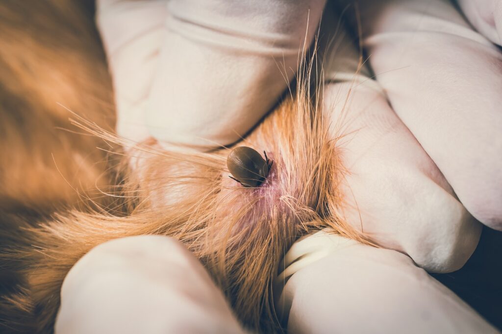 Veterinarian doctor removing a tick from the dog Veterinário a remover uma carraça a um cão. Alguns tutores usam óleo de coco nos cães com carraças